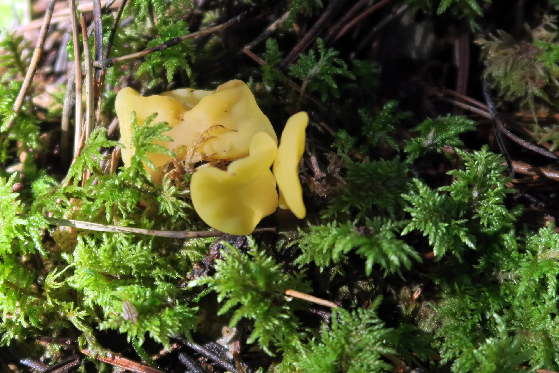 Spathularia flavida - 1